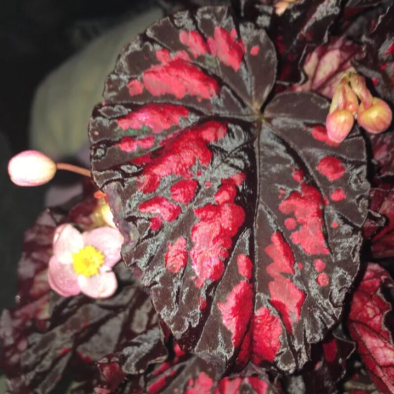 Black Beauty Heart Begonia Plant Potted - Image 2