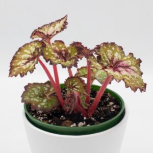 Alternative view of Vertigo Begonia Begonia Plant Potted
