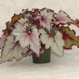 Vertigo Begonia Begonia Plant Potted