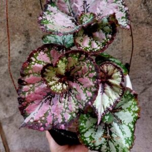 Alternative view of Multicolored Holographic Begonia Plant Potted