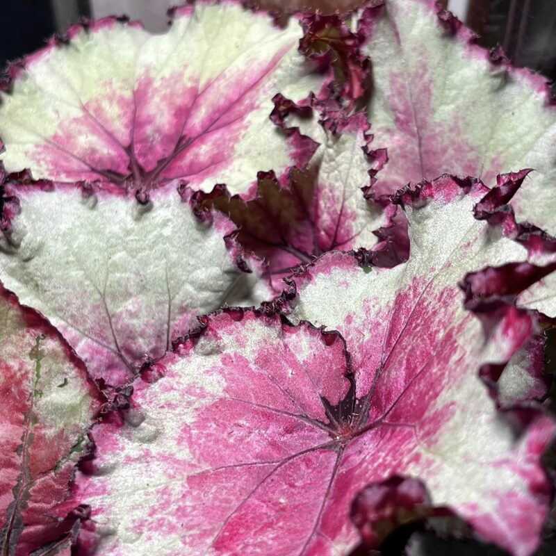 Raspberry Beret Begonia Plant Potted - Image 4