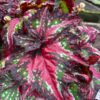 Multicolored Holographic Begonia Plant Potted