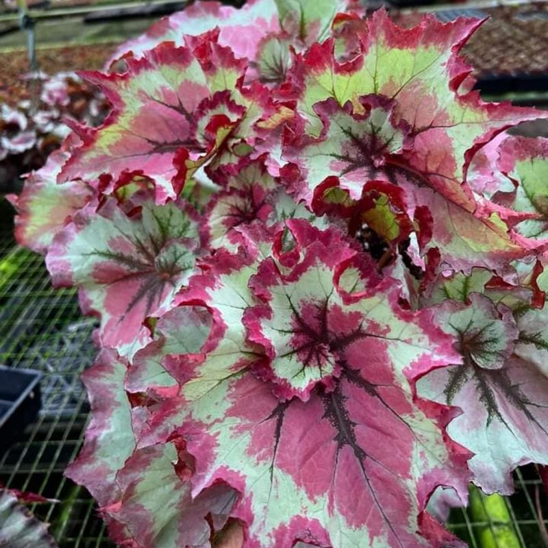 Raspberry Beret Begonia Plant Potted - Image 3