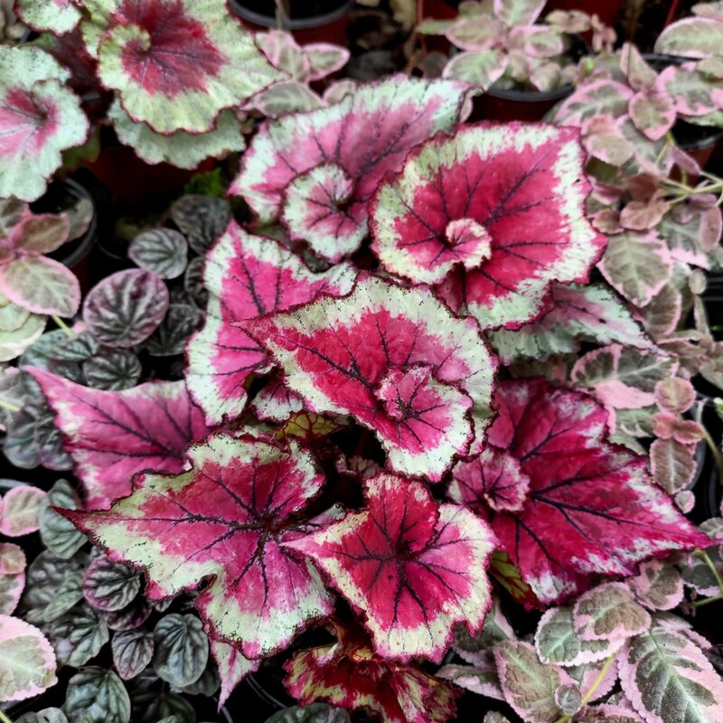 Raspberry Beret Begonia Plant Potted - Image 2