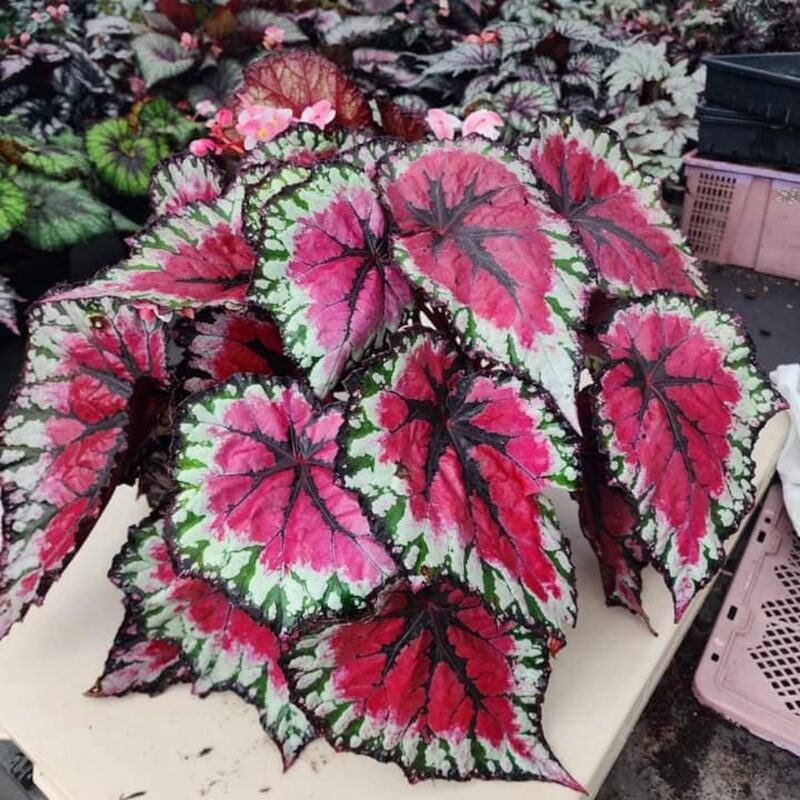 Raspberry Beret Begonia Plant Potted