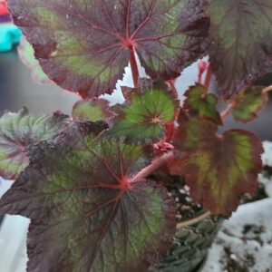 Daehnerys Begonia Plant Potted