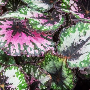 Dark Fantasy Begonia Plant Potted