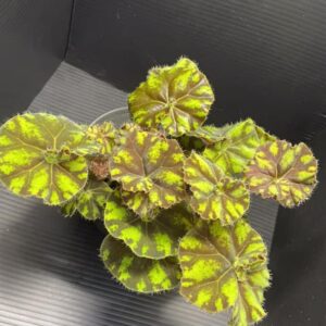 Alternative view of Cowardly Lion Begonia Plant Potted