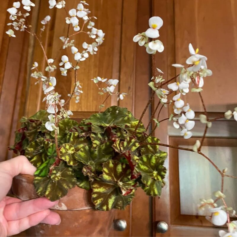 Cowardly Lion Begonia Plant Potted - Image 3