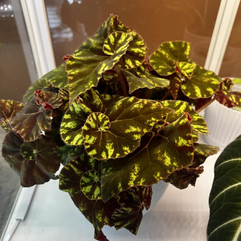 Cowardly Lion Begonia Plant Potted