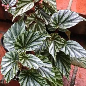 Alternative view of Green White Begonia Plant Potted