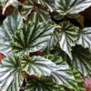 Green White Begonia Plant Potted