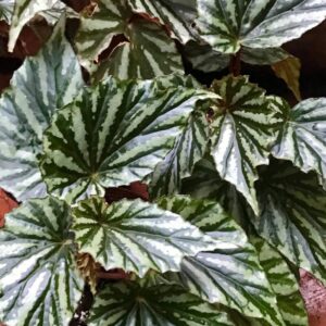 Green White Begonia Plant Potted