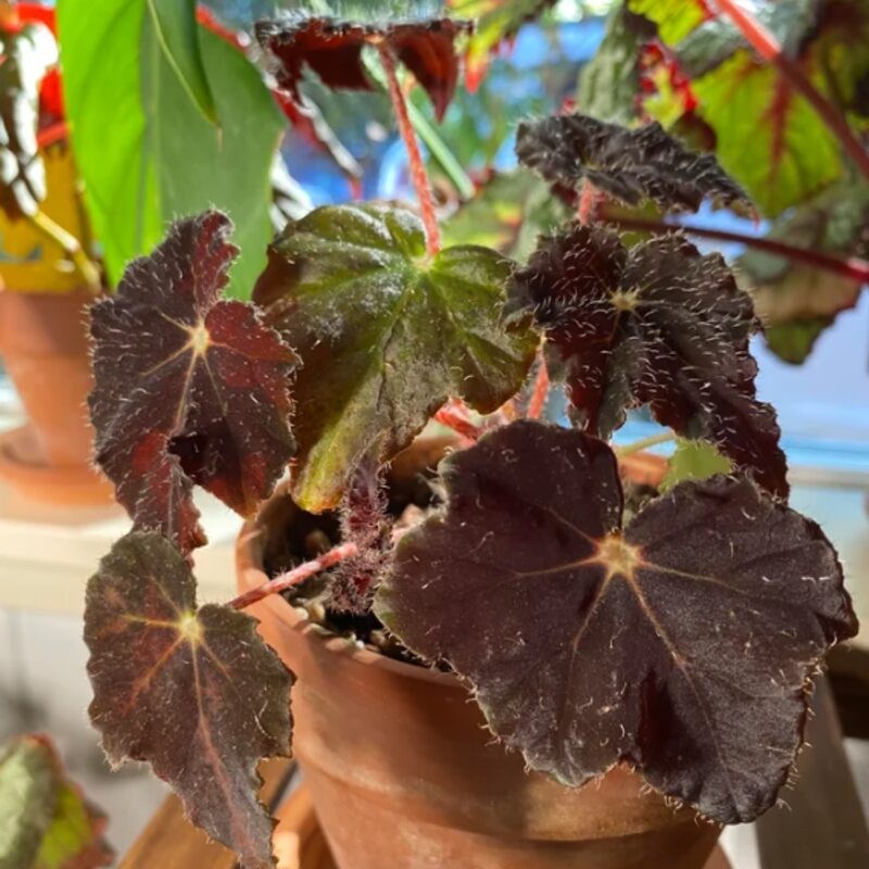 Dark Purple Begonia Plant Potted - Image 3