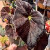 Dark Purple Begonia Plant Potted