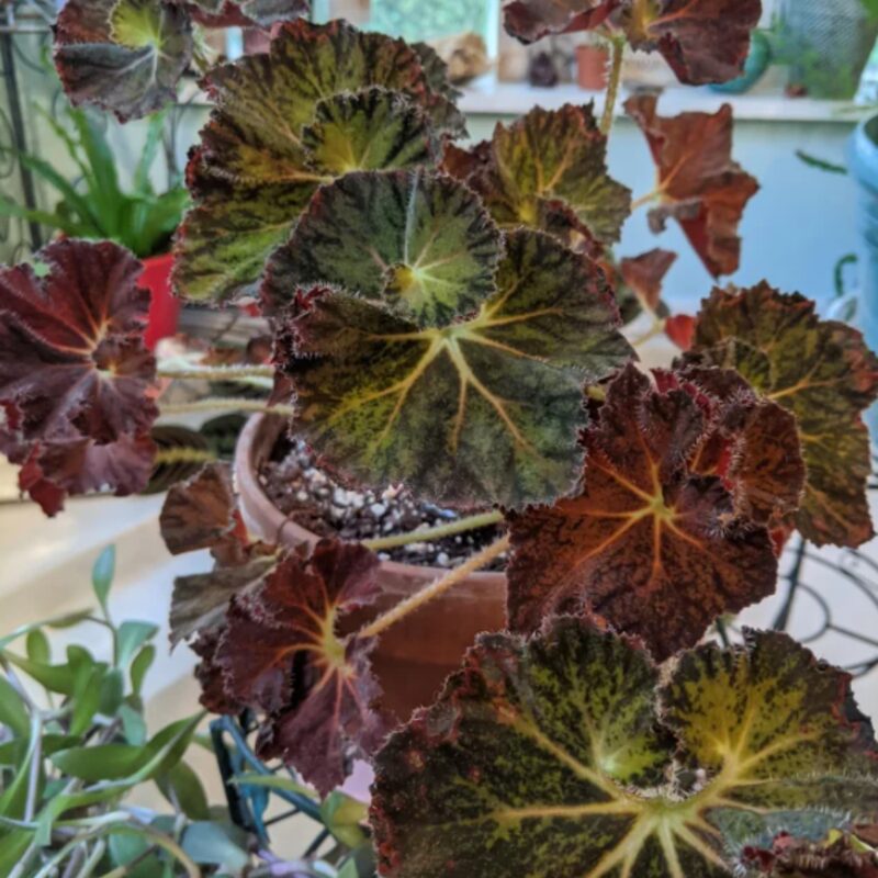 Dark Purple Begonia Plant Potted - Image 2