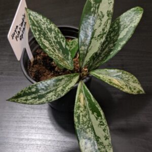 Alternative view of Michaelmoelleria Vietnamensis Begonia Plant Potted