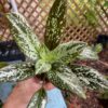 Michaelmoelleria Vietnamensis Begonia Plant Potted