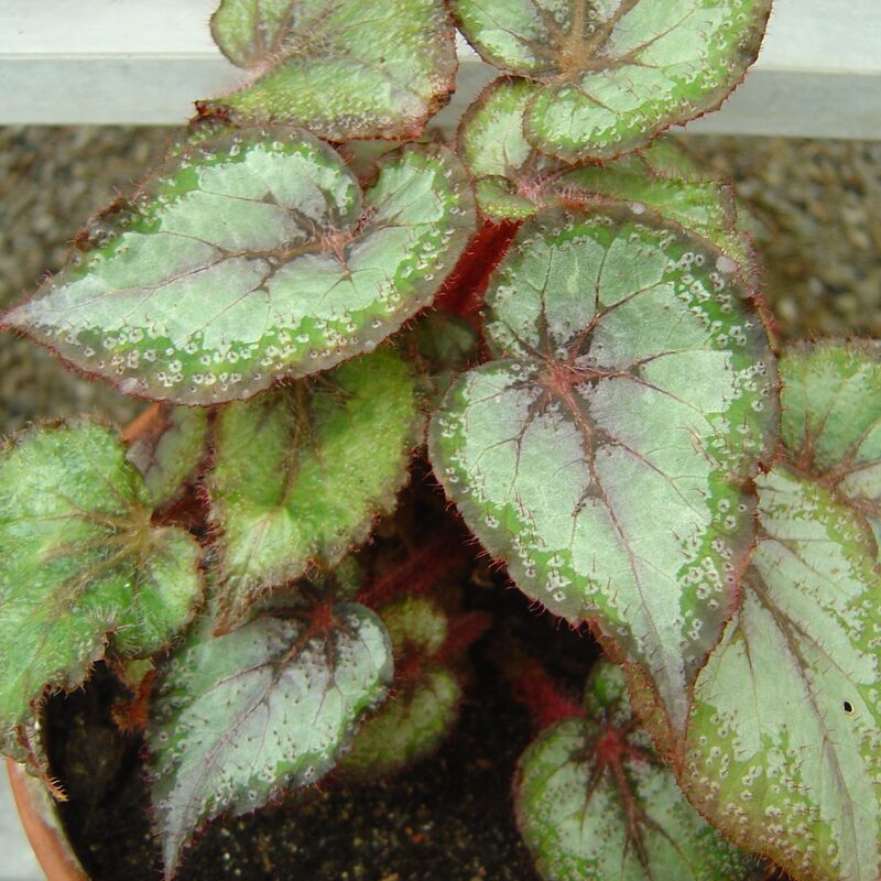 Peace Begonia Plant Potted - Image 4