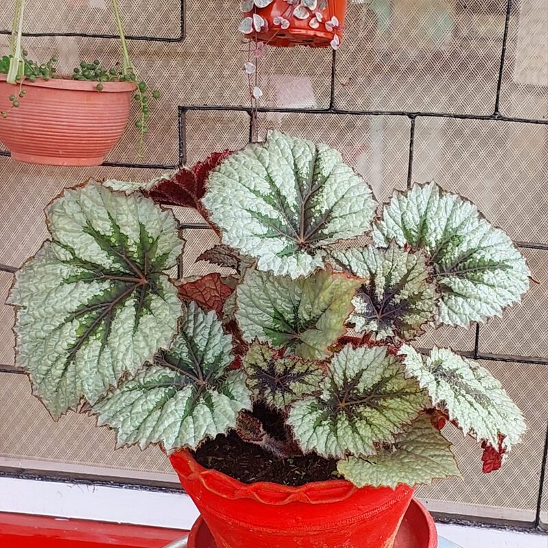 Peace Begonia Plant Potted - Image 5