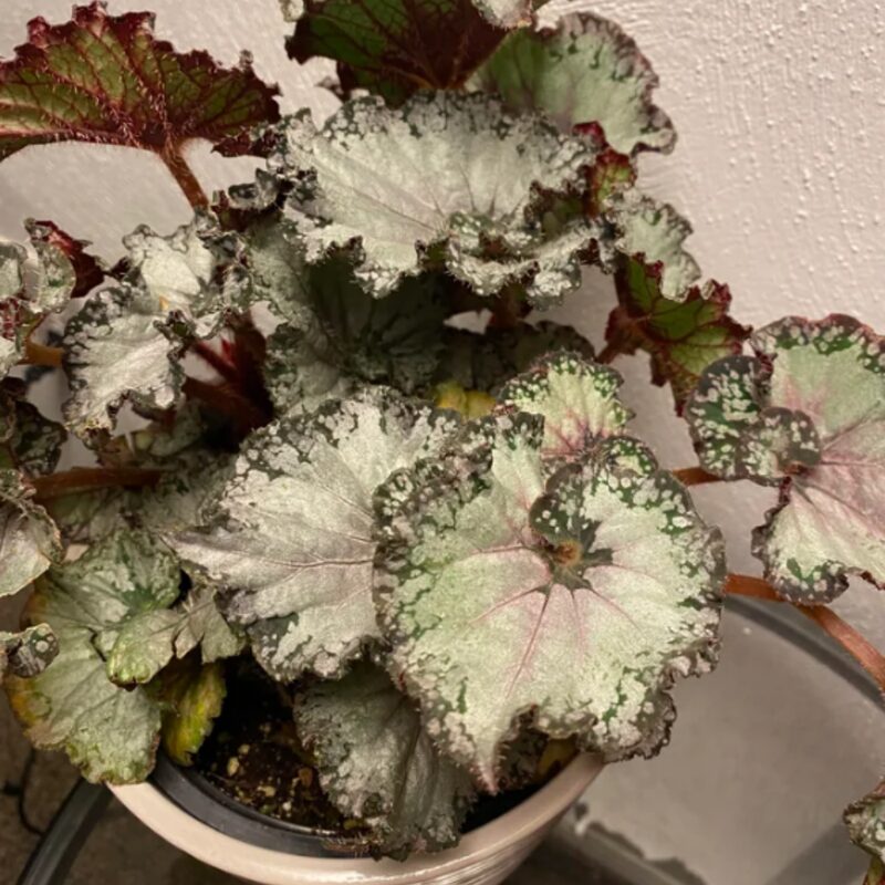 Peace Begonia Plant Potted - Image 3