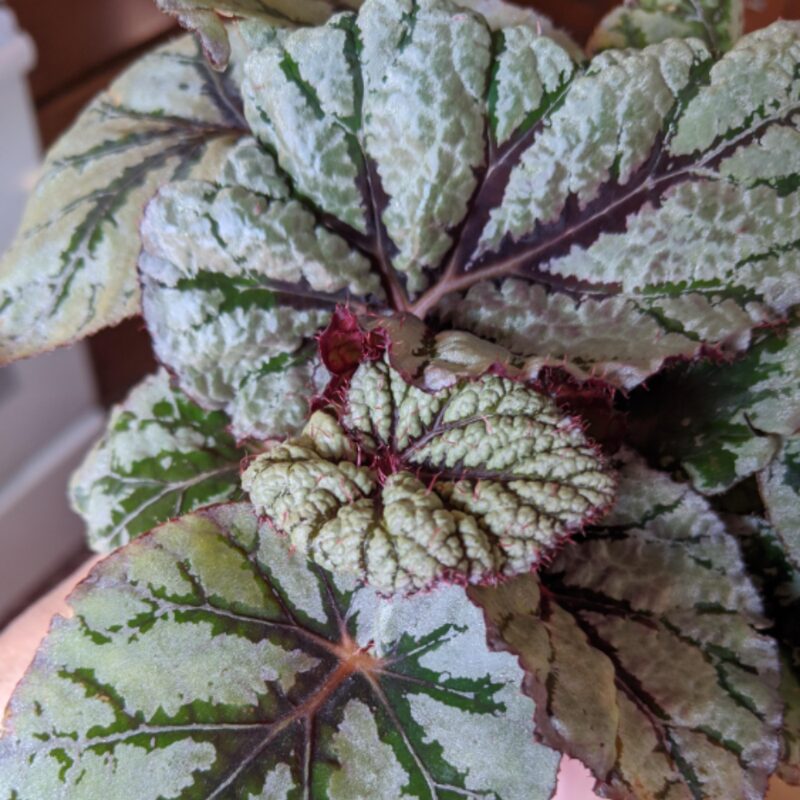 Peace Begonia Plant Potted - Image 2