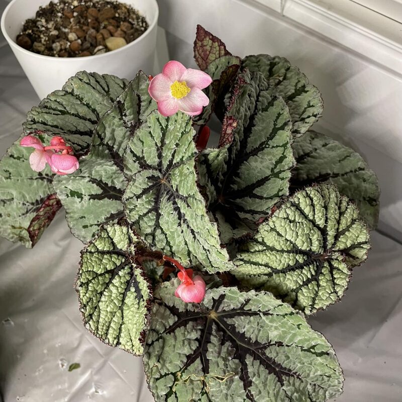 Peace Begonia Plant Potted