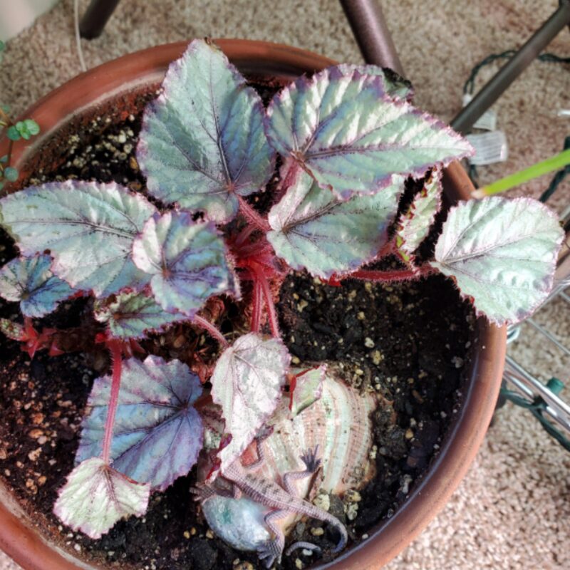 Pink Satin Begonia Plant Potted - Image 4