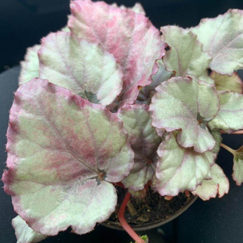 Pink Satin Begonia Plant Potted - Image 2