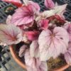 Pink Satin Begonia Plant Potted