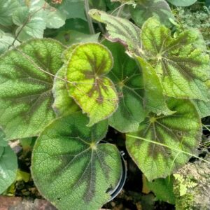 Alternative view of Soli-Mutata Begonia Plant Potted