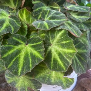 Soli-Mutata Begonia Plant Potted