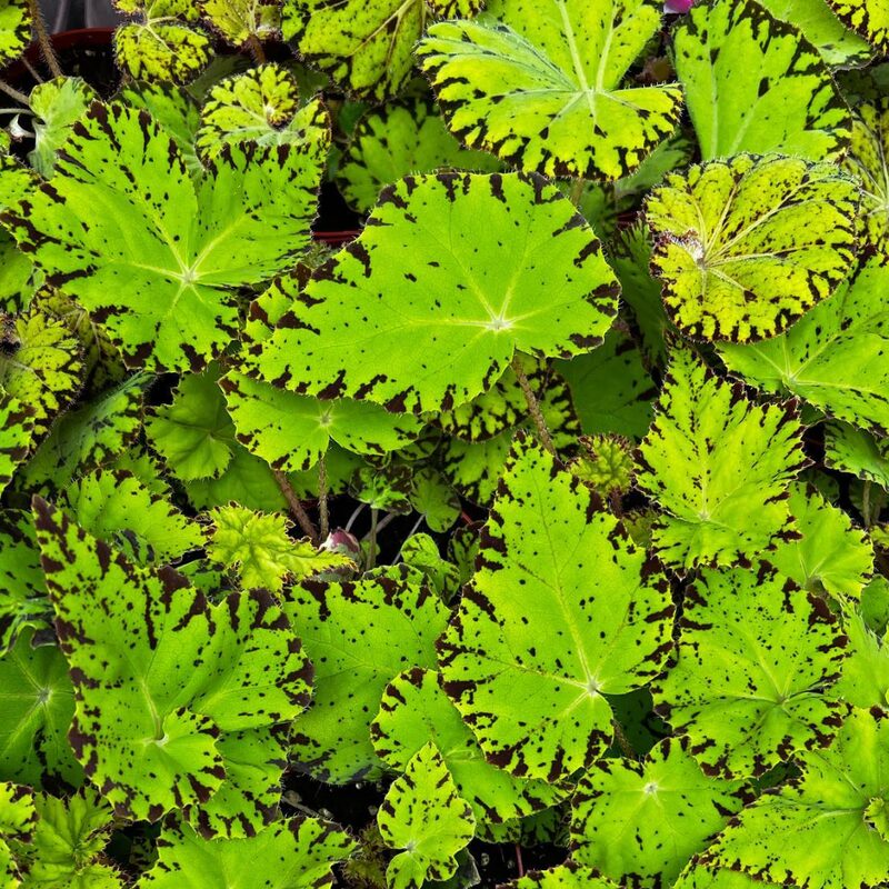 Rhizomatous Begonia Plant Potted
