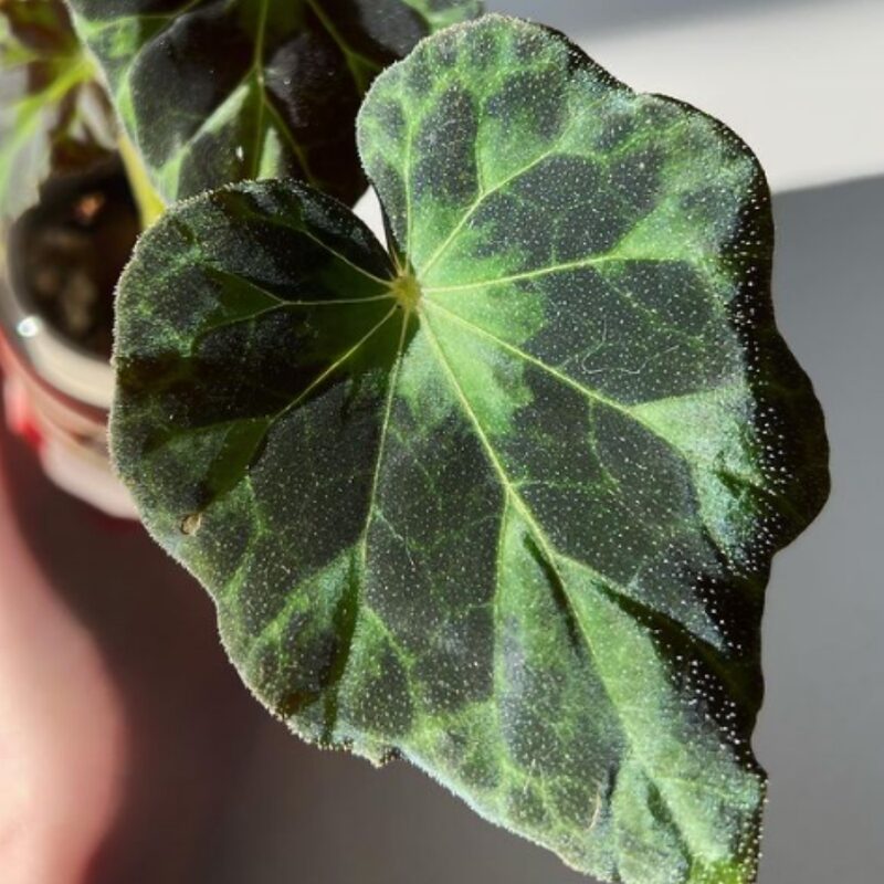 Barsalouxiae Begonia Plant Potted - Image 5