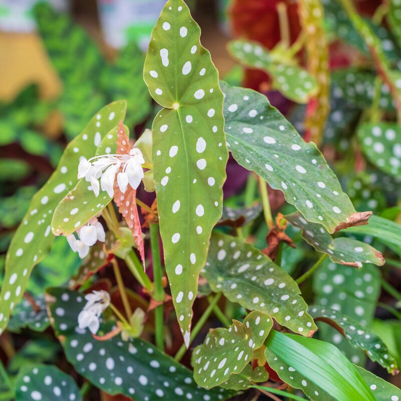 Angel Wing Begonia Plant Potted - Image 3