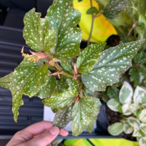 Alternative view of Angel Wing Begonia Plant Potted