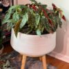 Angel Wing Begonia Plant Potted