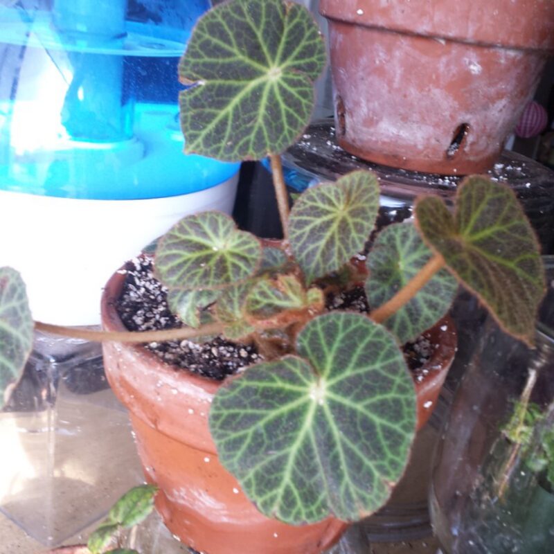 Klemmei Begonia Plant Potted - Image 6