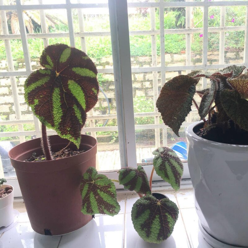 Klemmei Begonia Plant Potted - Image 4