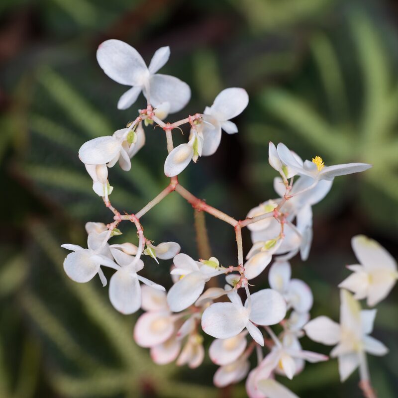 Klemmei Begonia Plant Potted - Image 5