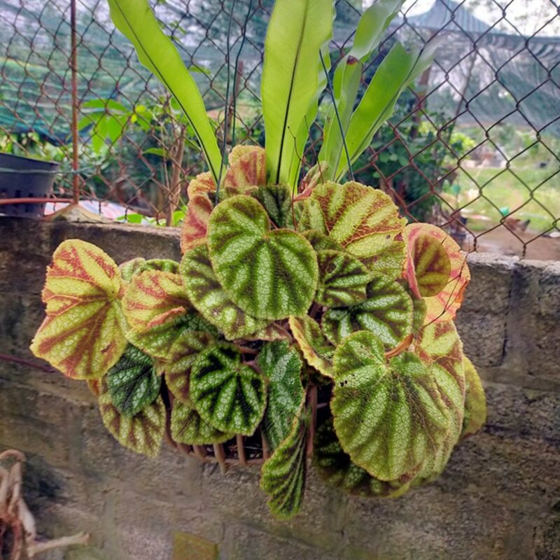 Klemmei Begonia Plant Potted - Image 3