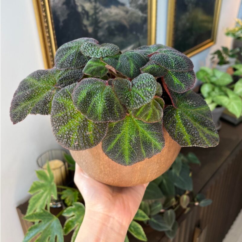 Klemmei Begonia Plant Potted - Image 2