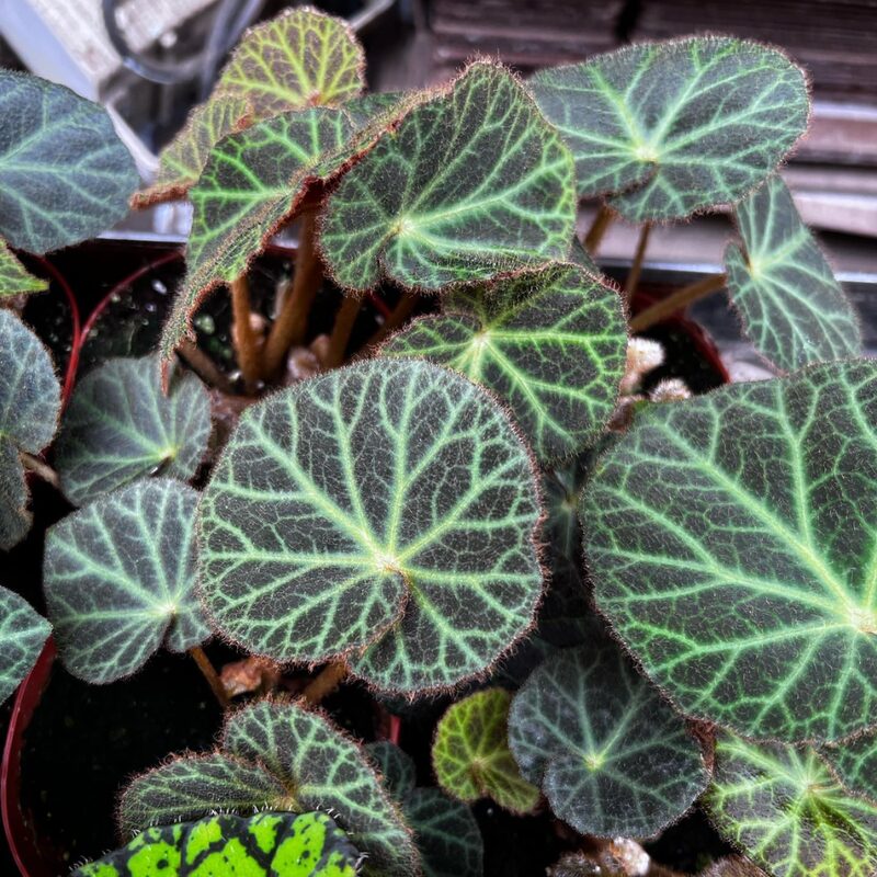Klemmei Begonia Plant Potted