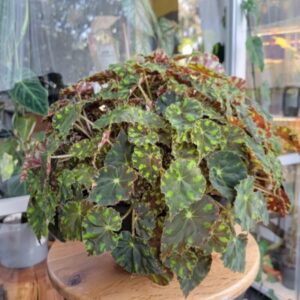 Shanicka Begonia Plant Potted