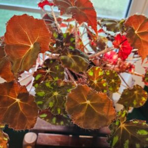 Alternative view of KitKat Begonia Plant Potted