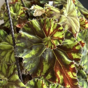 KitKat Begonia Plant Potted