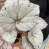 Silver Dollar Rex Begonia Plant Potted