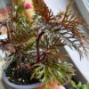 Fern Leaf Begonia Plant Potted