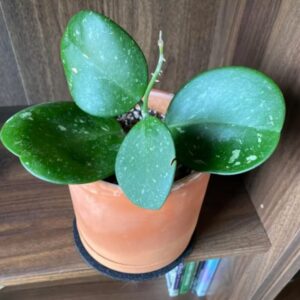 Hoya Obovata Splash Plant