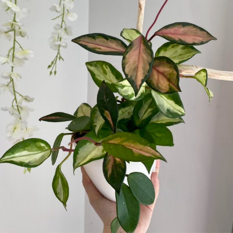 Hoya Carnosa Krimson Princess Plant